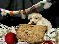 Hobbes, a male Maltipoo for sale in Bullard, TX – Photo 1 of 6