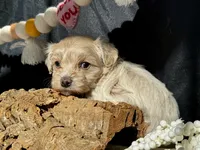 Hobbes, a male Maltipoo for sale in Bullard, TX – Photo 3 of 6