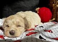 Hobbes, a male Maltipoo for sale in Bullard, TX – Photo 5 of 6