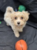 Hobbes , a male Maltipoo for sale in Bullard, TX – Photo 1 of 4