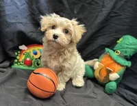 Hobbes , a male Maltipoo for sale in Bullard, TX – Photo 2 of 4