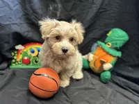 Hobbes , a male Maltipoo for sale in Bullard, TX – Photo 3 of 4