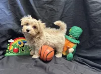 Hobbes , a male Maltipoo for sale in Bullard, TX – Photo 4 of 4