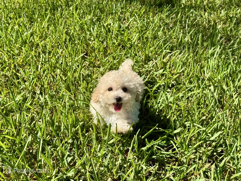 Sandie – Poodle - Toy  puppy for sale in Bullard, TX