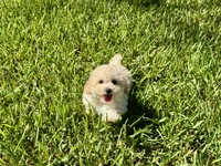 Sandie, a female Poodle - Toy  for sale in Bullard, TX – 1 of 10