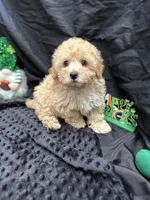 Charlie, a male Poodle - Miniature  for sale in Bullard, TX – Photo 3 of 4