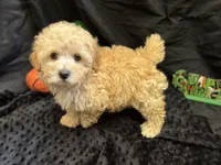 Charlie, a male Poodle - Miniature  for sale in Bullard, TX – Photo 1 of 4