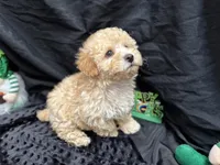 Charlie, a male Poodle - Miniature  for sale in Bullard, TX – Photo 2 of 4