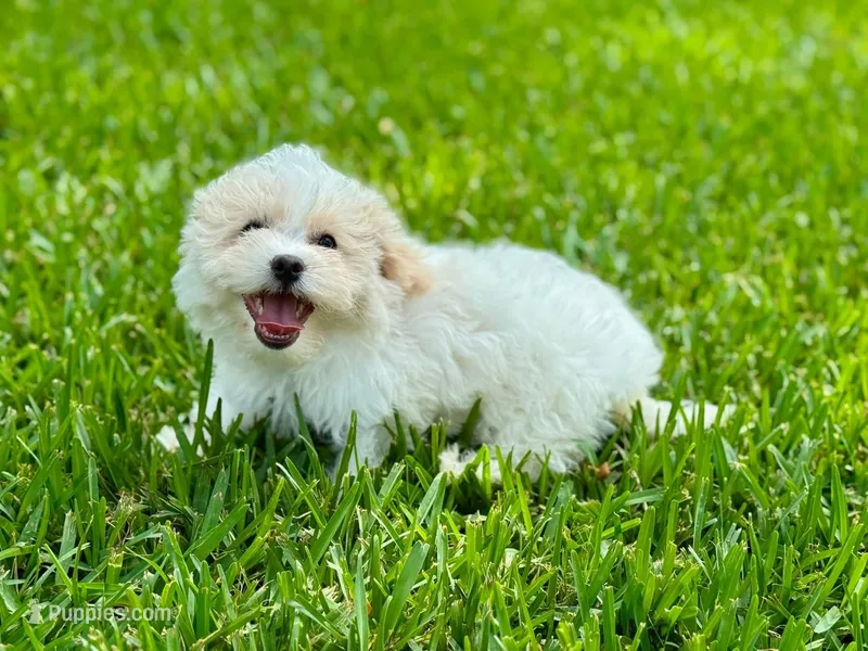 Mikey  – Maltipoo puppy for sale in Bullard, TX