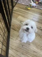 Mikey , a male Maltipoo for sale in Bullard, TX – Photo 4 of 4