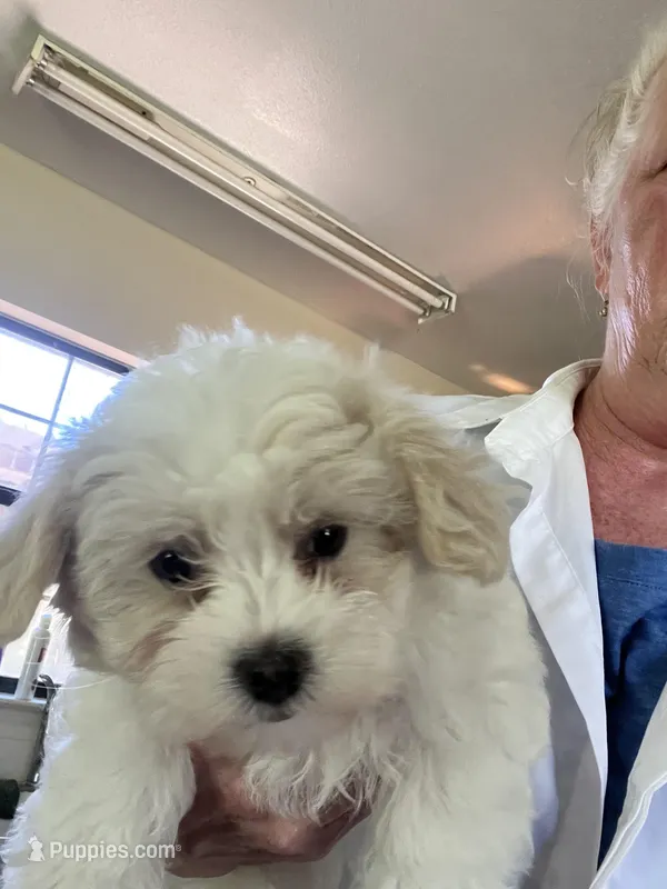 Mikey , a male Maltipoo for sale in Bullard, TX – Photo 1 of 4