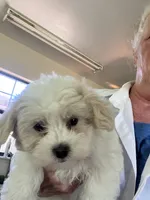 Mikey , a male Maltipoo for sale in Bullard, TX – Photo 1 of 4