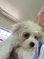 Mikey , a male Maltipoo for sale in Bullard, TX – Photo 3 of 4