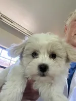 Mikey , a male Maltipoo for sale in Bullard, TX – Photo 2 of 4