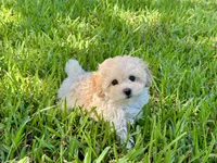 Sandie, a female Poodle - Toy  for sale in Bullard, TX – 8 of 10
