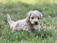 Aspen, a male Maltipoo for sale in Bullard, TX – 6 of 6