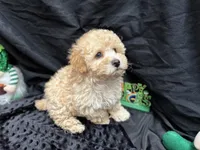Charlie, a male Poodle - Miniature  for sale in Bullard, TX – Photo 4 of 4