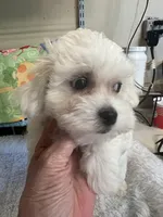 Sofia , a female Maltipoo for sale in Bullard, TX – Photo 3 of 3