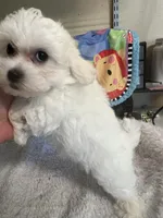 Sofia , a female Maltipoo for sale in Bullard, TX – Photo 2 of 3