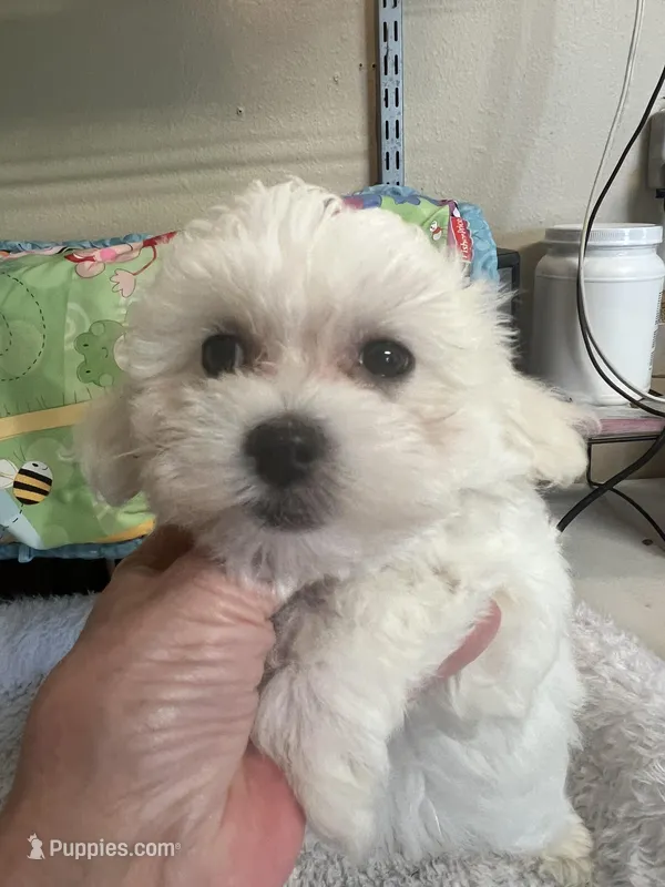 Sofia  – Maltipoo puppy for sale in Bullard, TX