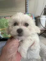 Sofia , a female Maltipoo for sale in Bullard, TX – Photo 1 of 3