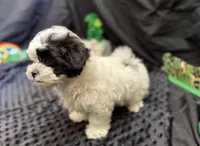Ranger , a male Maltipoo for sale in Bullard, TX – Photo 2 of 5
