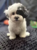 Ranger , a male Maltipoo for sale in Bullard, TX – Photo 1 of 5