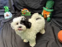 Ranger , a male Maltipoo for sale in Bullard, TX – Photo 3 of 5