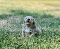 Aspen, a male Maltipoo for sale in Bullard, TX – 2 of 6