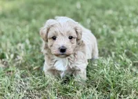 Aspen, a male Maltipoo for sale in Bullard, TX – 4 of 6