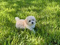 Sandie, a female Poodle - Toy  for sale in Bullard, TX – 2 of 10