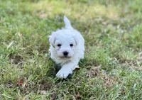 Lucky, a male Maltipoo for sale in Bullard, TX – 4 of 6