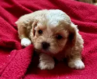 Beaux, a male Shihpoo for sale in Bullard, TX – Photo 2 of 6