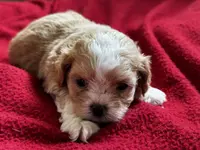 Beaux, a male Shihpoo for sale in Bullard, TX – Photo 3 of 6
