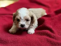 Beaux, a male Shihpoo for sale in Bullard, TX – Photo 6 of 6