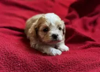 Beaux, a male Shihpoo for sale in Bullard, TX – Photo 1 of 6