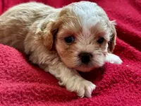 Beaux, a male Shihpoo for sale in Bullard, TX – Photo 4 of 6