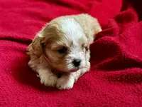 Beaux, a male Shihpoo for sale in Bullard, TX – Photo 5 of 6