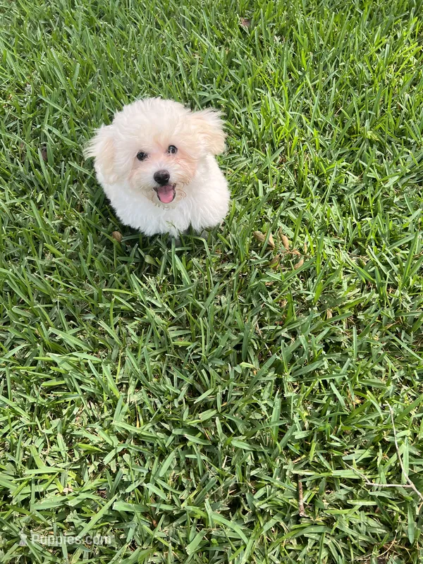 Rex, a male Maltipoo for sale in Bullard, TX – 1 of 7