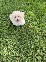 Rex, a male Maltipoo for sale in Bullard, TX – 1 of 7