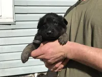 Helena , a female German Shepherd Dog for sale in Westfield, WI – Photo 2 of 2