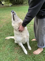 Gabriel Von Drake, a male German Shepherd Dog for sale in Westfield, WI – 2 of 3