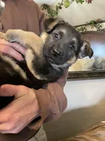 Myra, a female German Shepherd Dog for sale in Westfield, WI – Photo 7 of 10