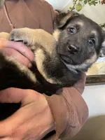 Myra, a female German Shepherd Dog for sale in Westfield, WI – Photo 8 of 10