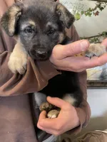 Myra, a female German Shepherd Dog for sale in Westfield, WI – Photo 2 of 10