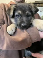 Myra, a female German Shepherd Dog for sale in Westfield, WI – Photo 5 of 10