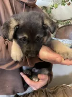 Myra, a female German Shepherd Dog for sale in Westfield, WI – Photo 3 of 10