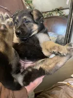 Myra, a female German Shepherd Dog for sale in Westfield, WI – Photo 10 of 10