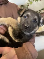 Myra, a female German Shepherd Dog for sale in Westfield, WI – Photo 9 of 10