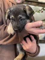 Myra, a female German Shepherd Dog for sale in Westfield, WI – Photo 4 of 10